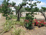 Corylus jardineria